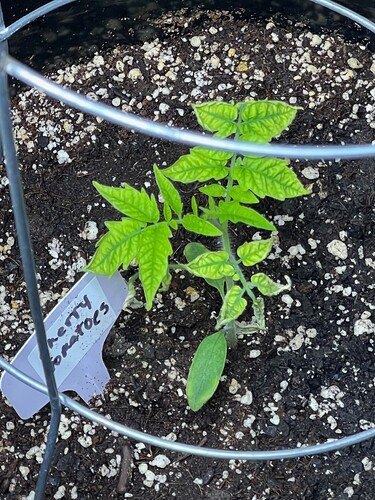 Cherry Tomato Day 30