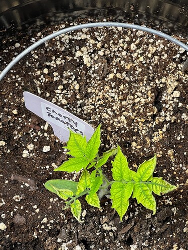 Cherry Tomato Day 29