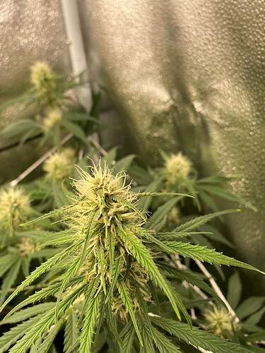 Key Lime Crush at Day 53 since popping soil