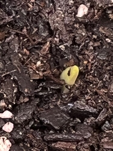 Garlic Sprout 4 Day 22