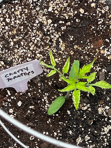 Cherry Tomato Day 23