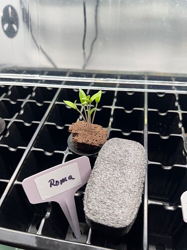 Roma Tomato Sprouts Day 8