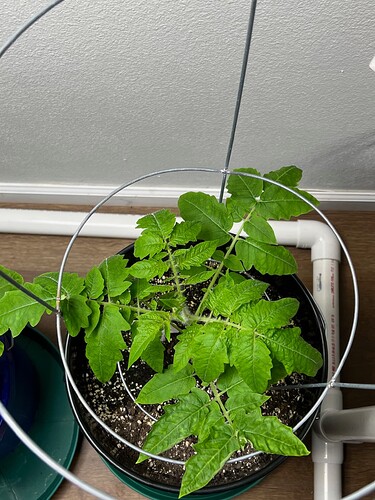 Cherry Tomato Day 47