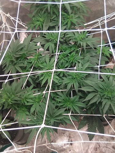 IMG_20200121_083234_1