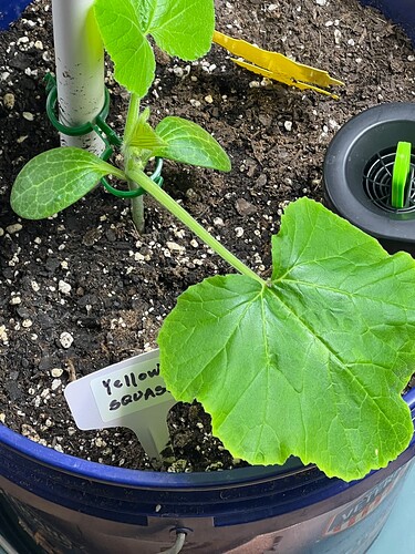 Yellow Squash 3 Day 24