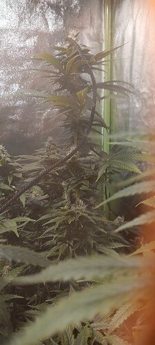 17075933337036068019050477635742