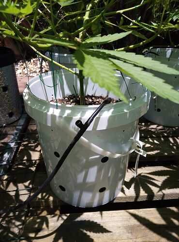 IMG-20200202-WA0003