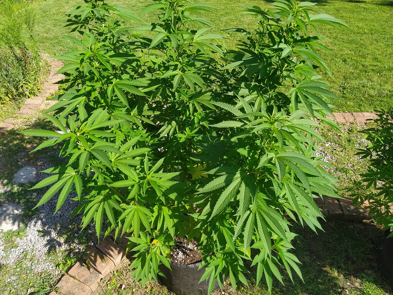 Anyone Use Gaia Green as Top Dressing? Grow from Home Growers