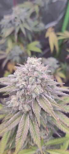 Screenshot_2025-10-06-13-02-28-85_92460851df6f172a4592fca41cc2d2e6