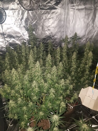 15629459091341434869502434138160