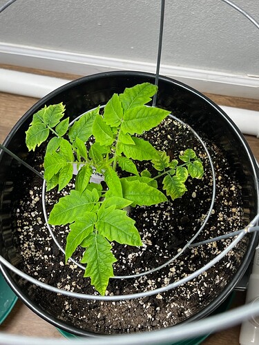 Cherry Tomato Day 41