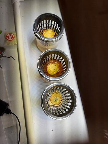 Onion Sprouts Day 38