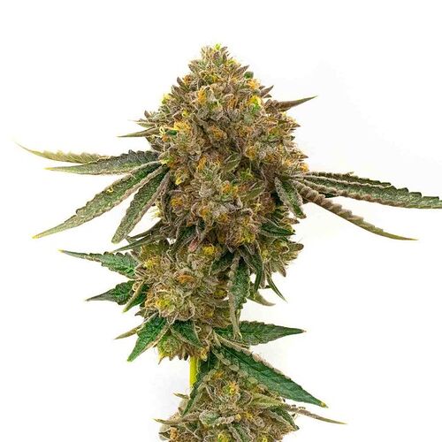 durban_poison_feminized