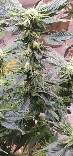 YeJ8ZRQb-184126060