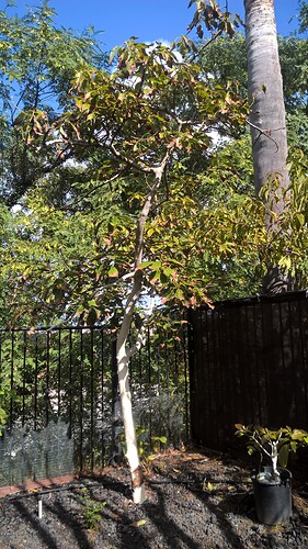 WP_20201108_11_18_49_Pro