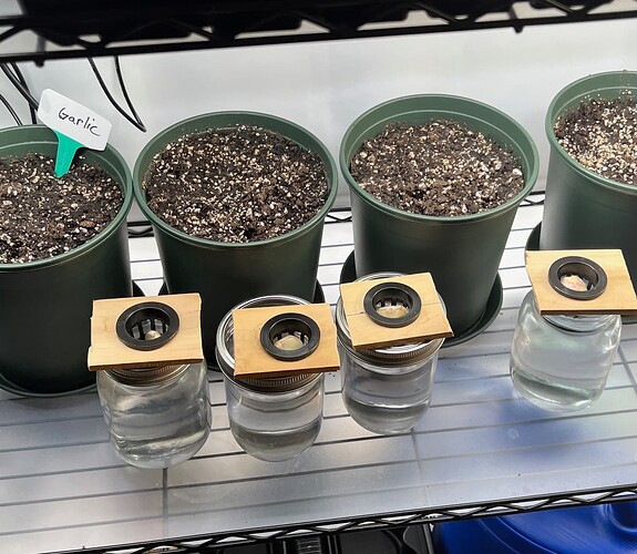 Garlic Day 18