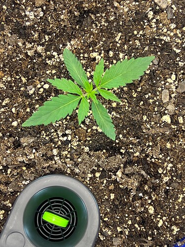 Monkey Slapz in the soil Day 11