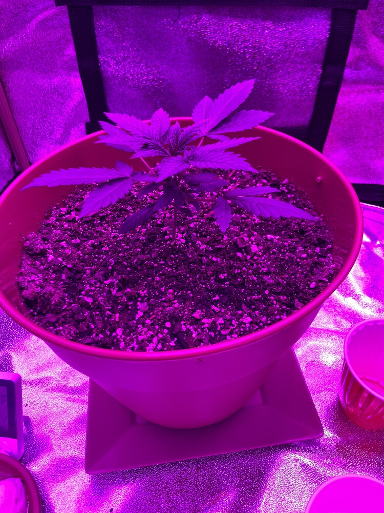 My 2nd grow! - Grow Journals - Growers Network Forum