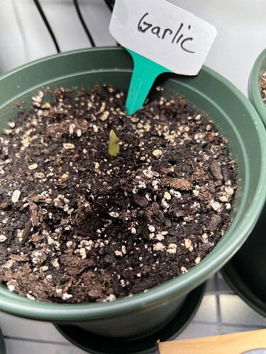 Garlic Sprout Day 19