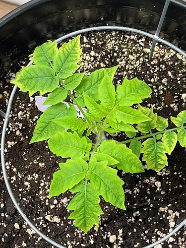 Cherry Tomato Day 38