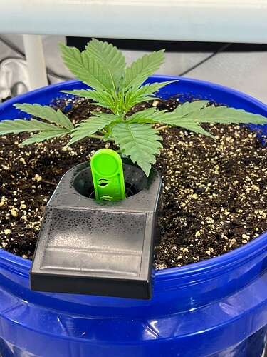 Monkey Slapz side view Day 17