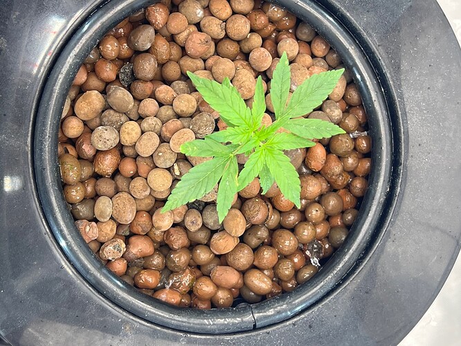 Plant 10 Day 10