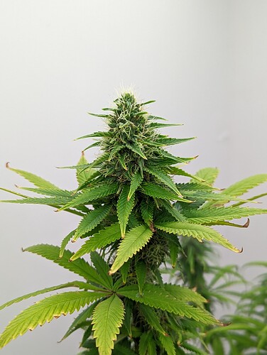 PXL_20220522_134732616