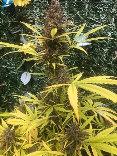 Jewelers loop help - Autoflowers - I Love Growing Marijuana Forum