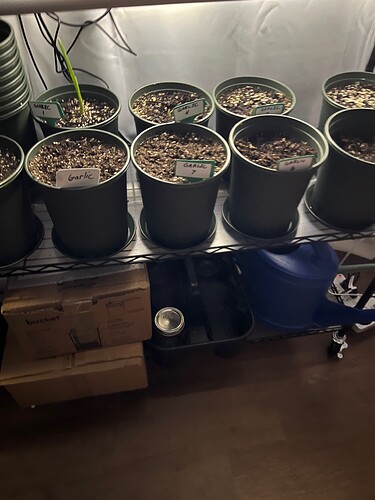 Garlic Day 23
