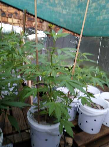 IMG-20200205-WA0001