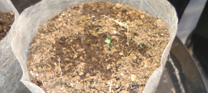 IMG_20231025_070926590