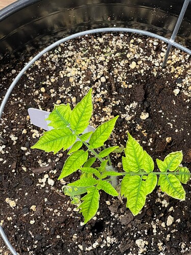 Cherry Tomato Day 33