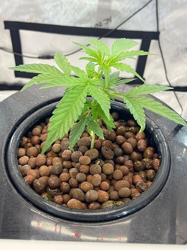 Plant 21 Day 16