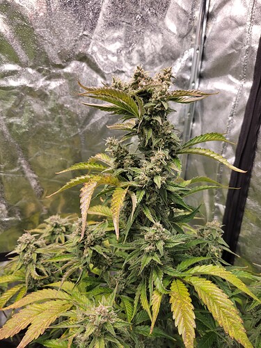 1005 (4)