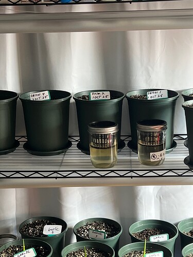Onions 6 in soil 5 sprouts in jars