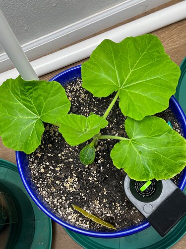Yellow Squash 1 Day 28