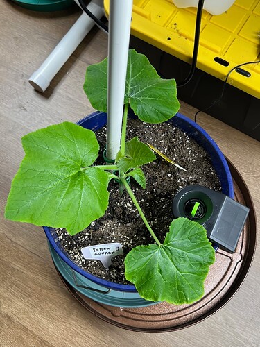 Yellow Squash 3 Day 29