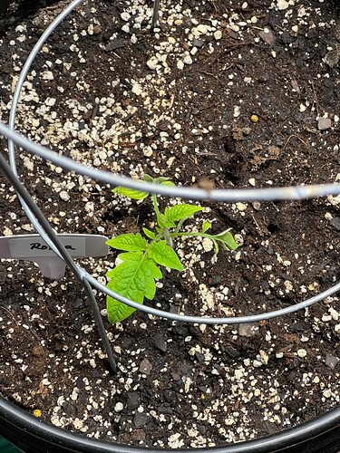 Roma Tomato Day 25