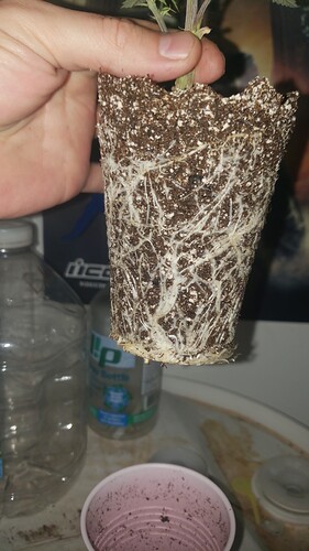 IMG-20200919-WA0019