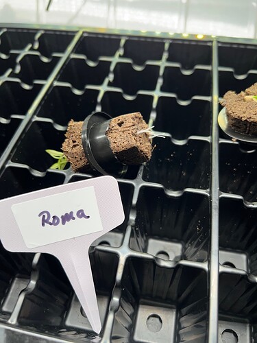 Roma Tomato Roots