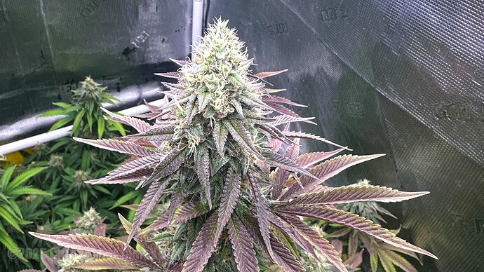 DJI_20250912_084132_005