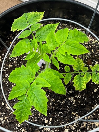 Cherry Tomato Day 40