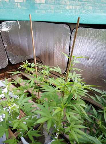 IMG-20200205-WA0000
