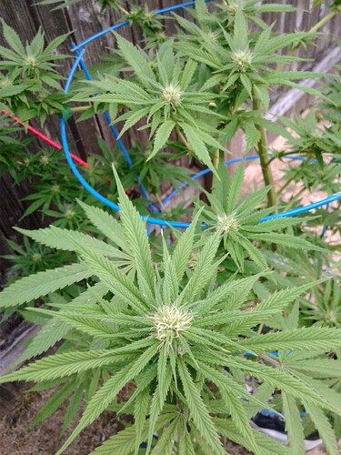 Sky God 2 Buds Closeup