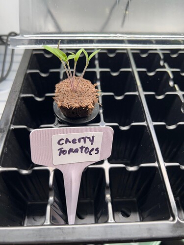 Cherry Tomato Sprouts Day 8