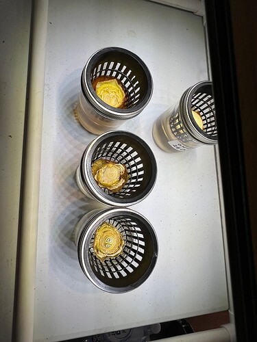 Onion Sprouts Day 30