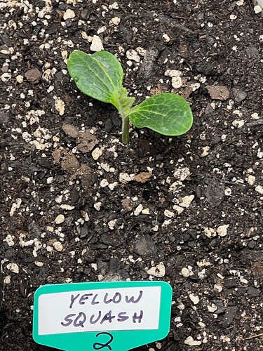 Yellow Squash 2 Day 13