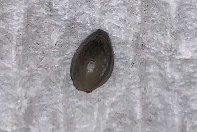 JNL5 - First Grow Journal - Twenty20 Mendocino Whiskey Zulu auto - Grow