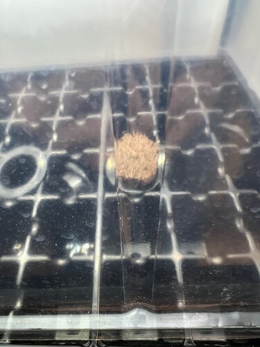 Monkey Slapz In a plug