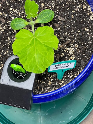 Yellow Squash 1 Day 20